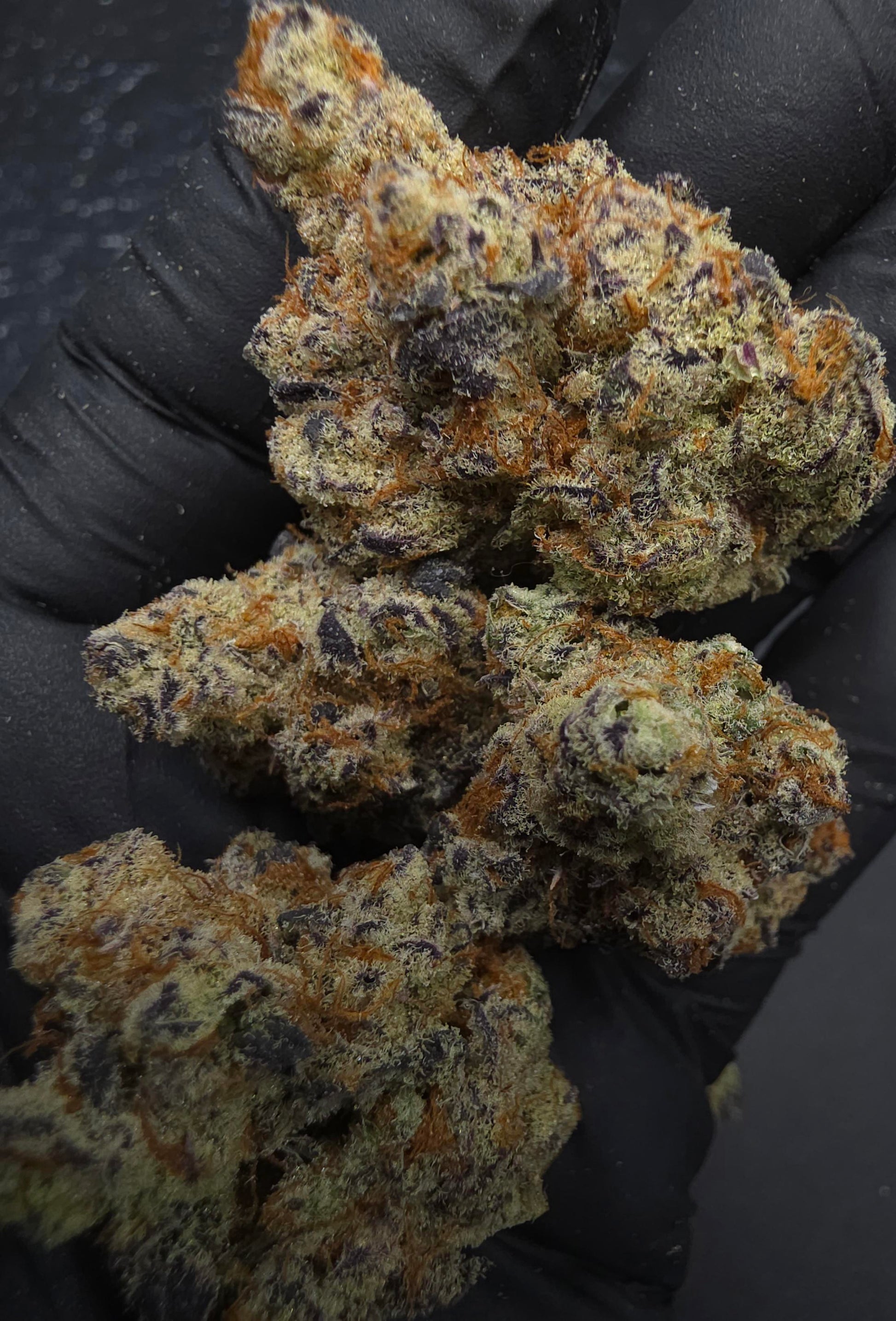 Frosted Gas Berriez SPX Exotic