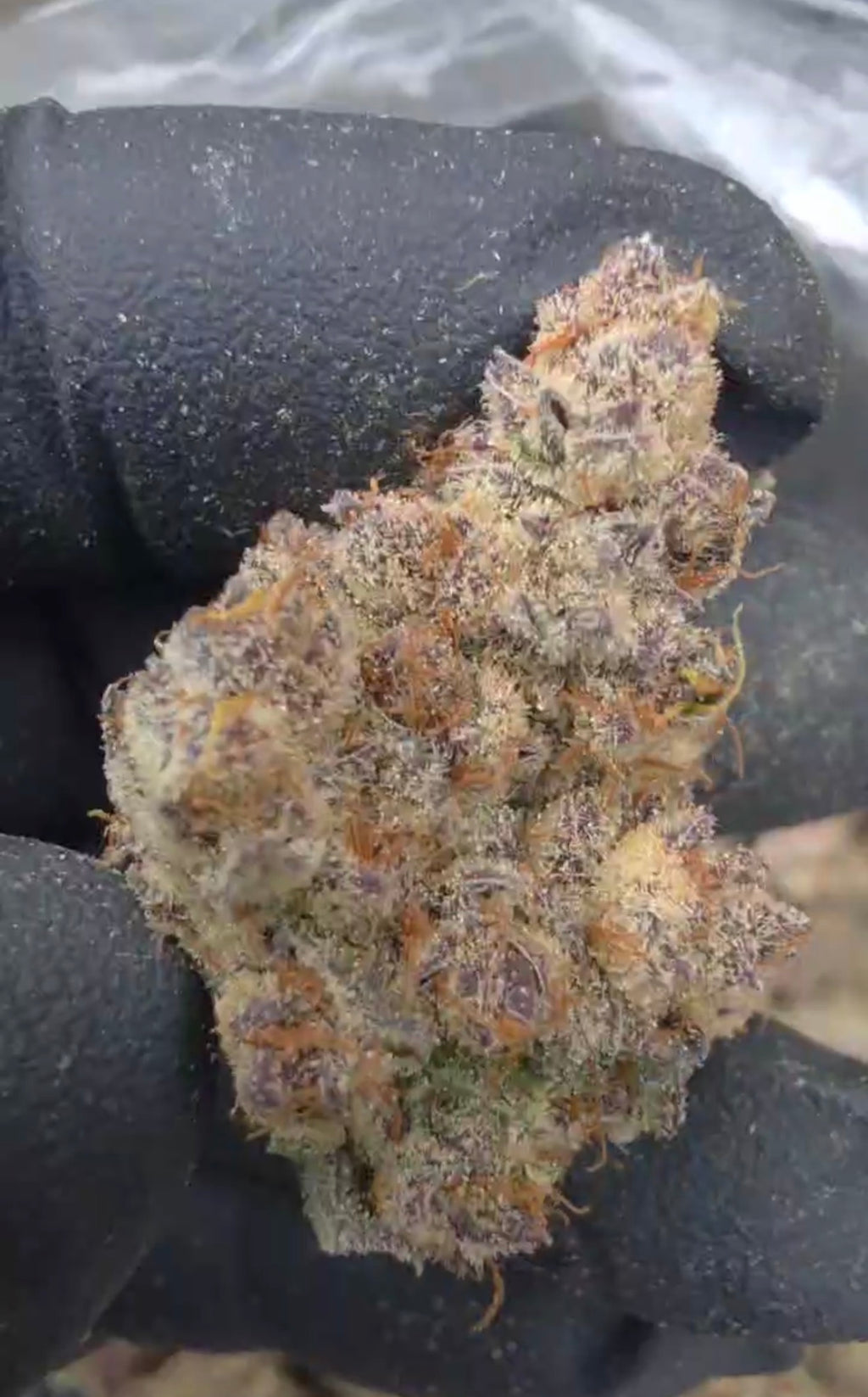 Trich Beast
