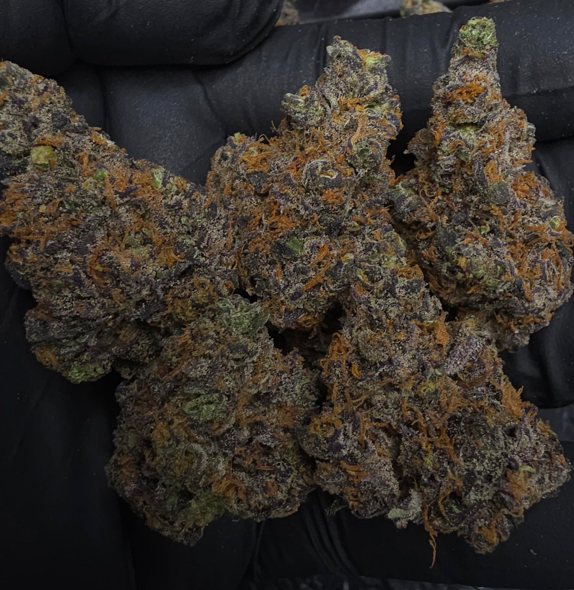 💥UB40💥 SpxExotics