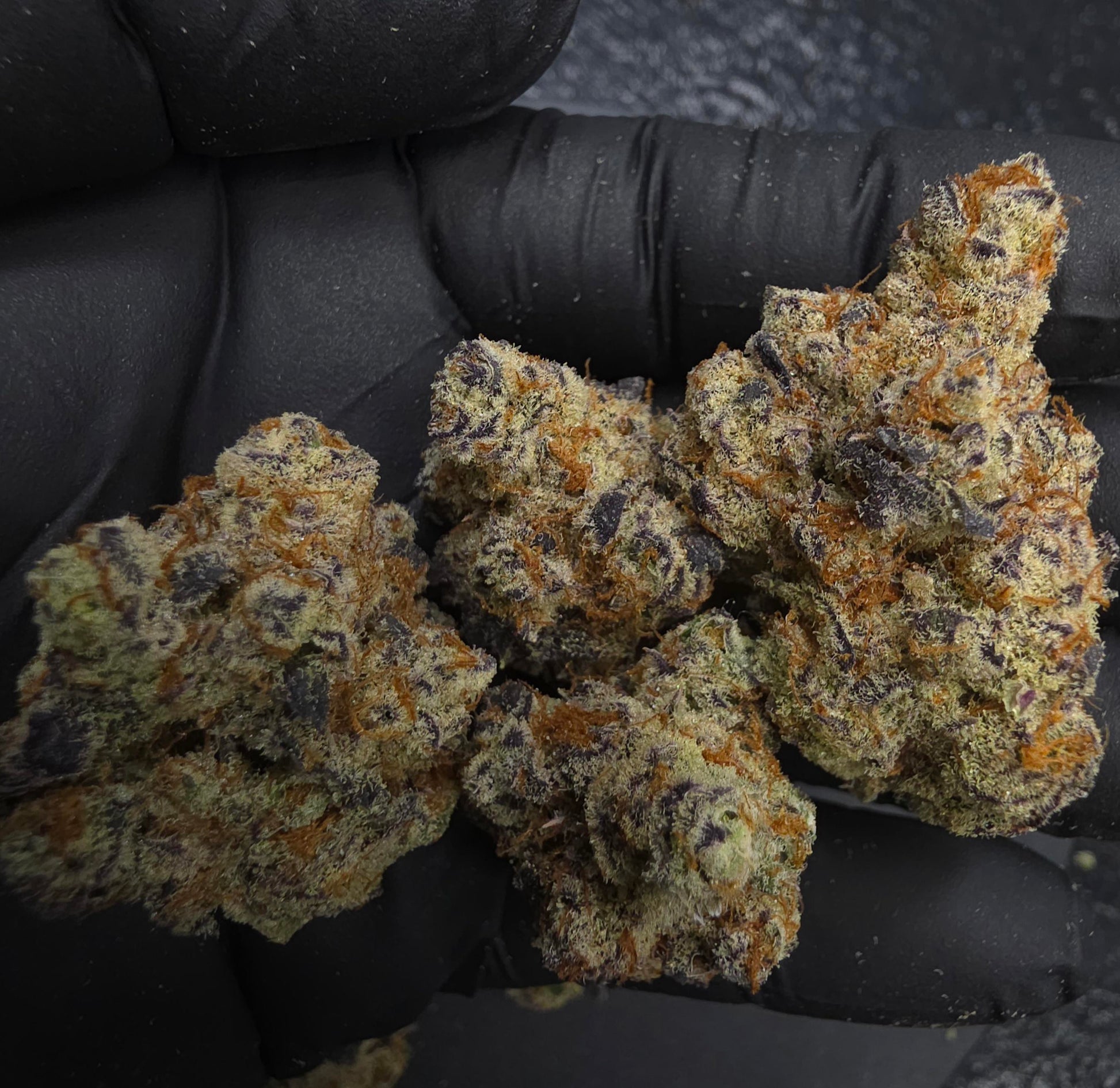 Frosted Gas Berriez SPX Exotic