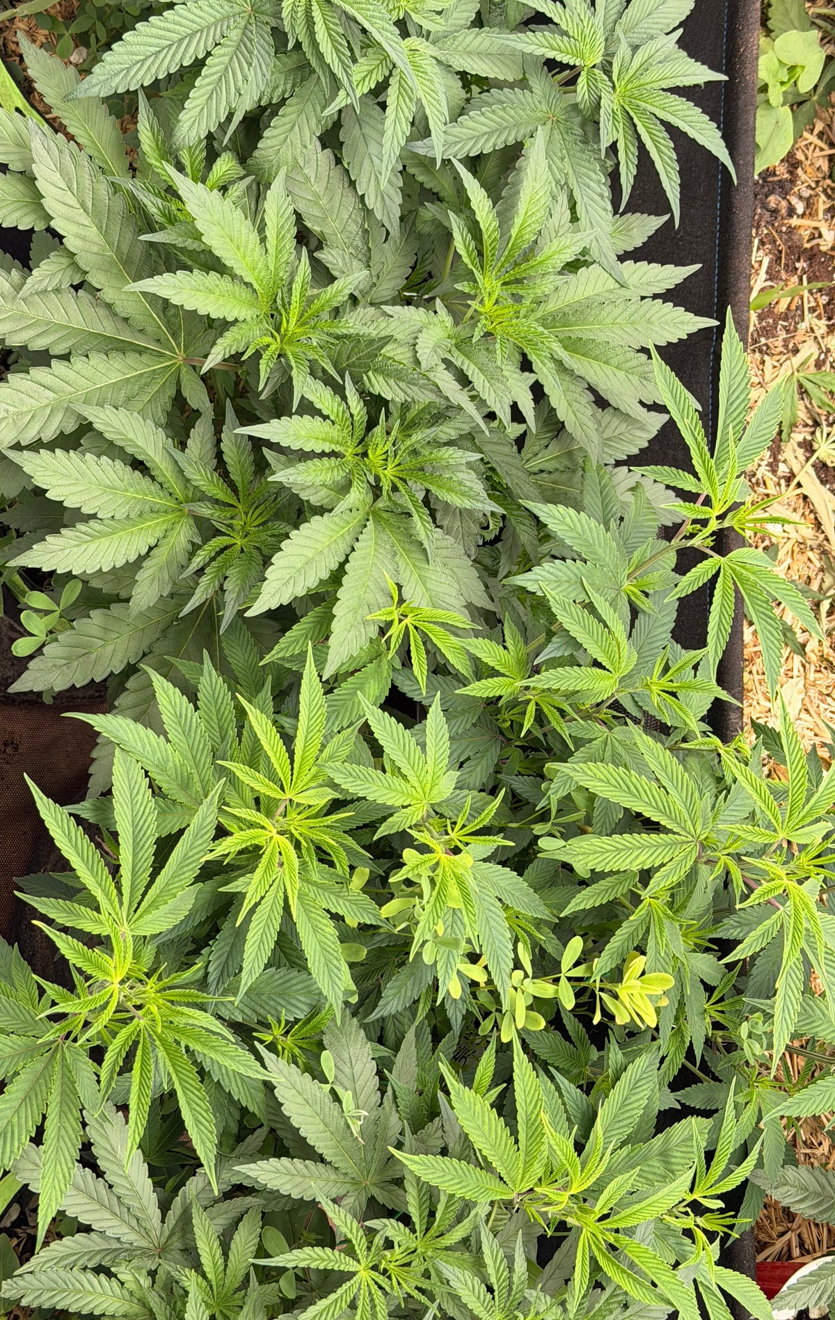 Ready to Grow Clones