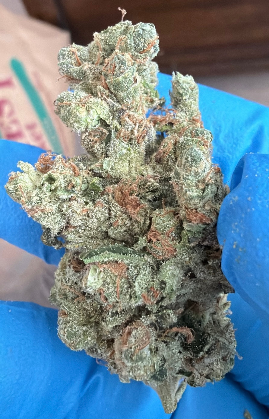 ⛽️🦨GabySourD🦨⛽️.   (CANT BE DISCOUNTED)