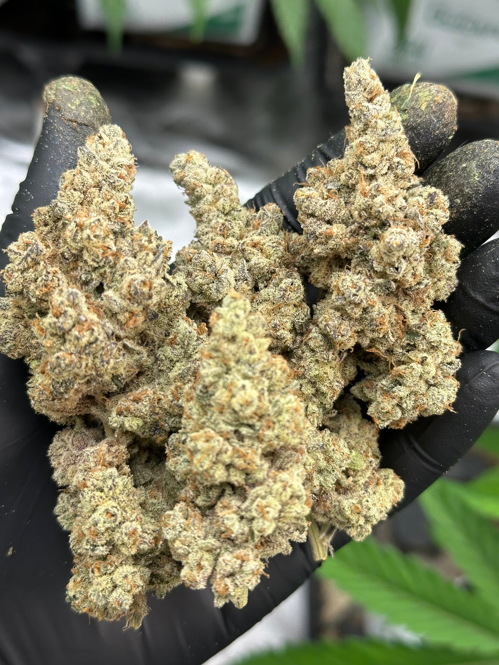 🔥Dante’s Inferno🔥