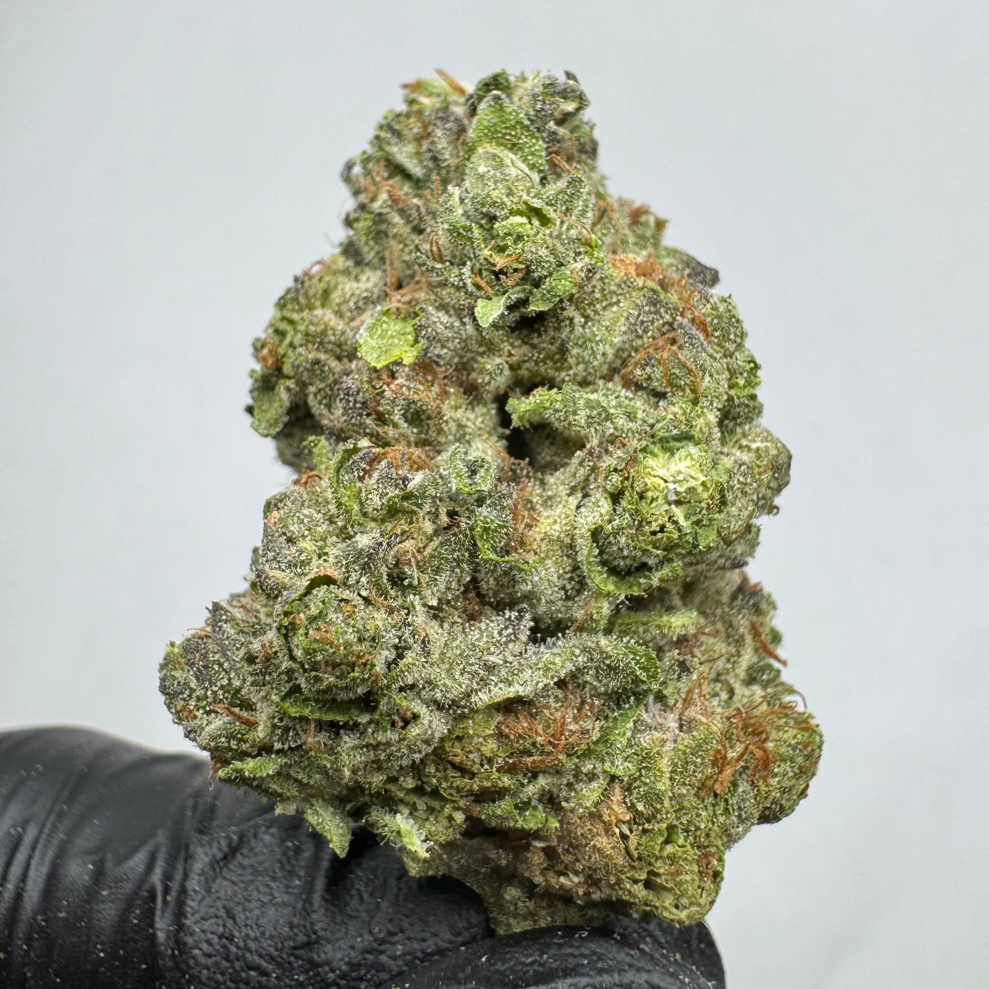 JELLY ROLL