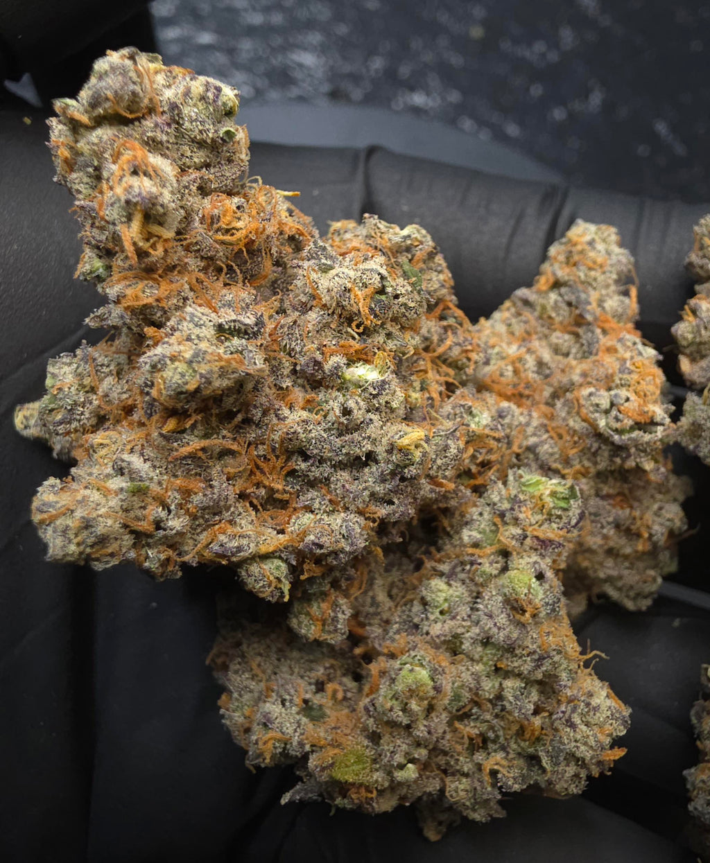 Exclusive Top Tier ( FROZEN GARY)SPXExotic