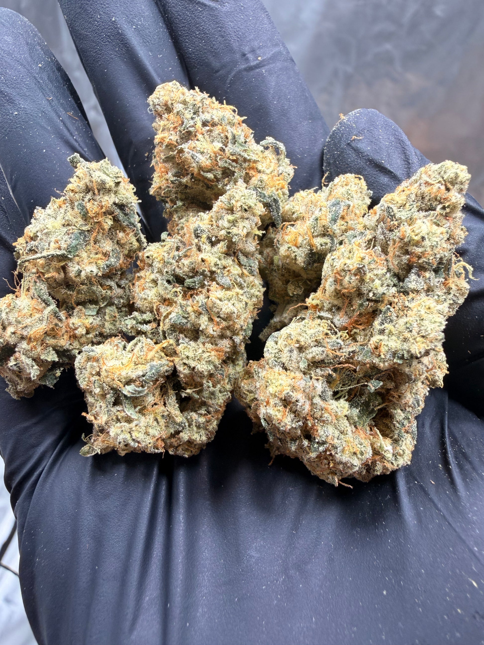 FROG P X GC(THE REAPER)