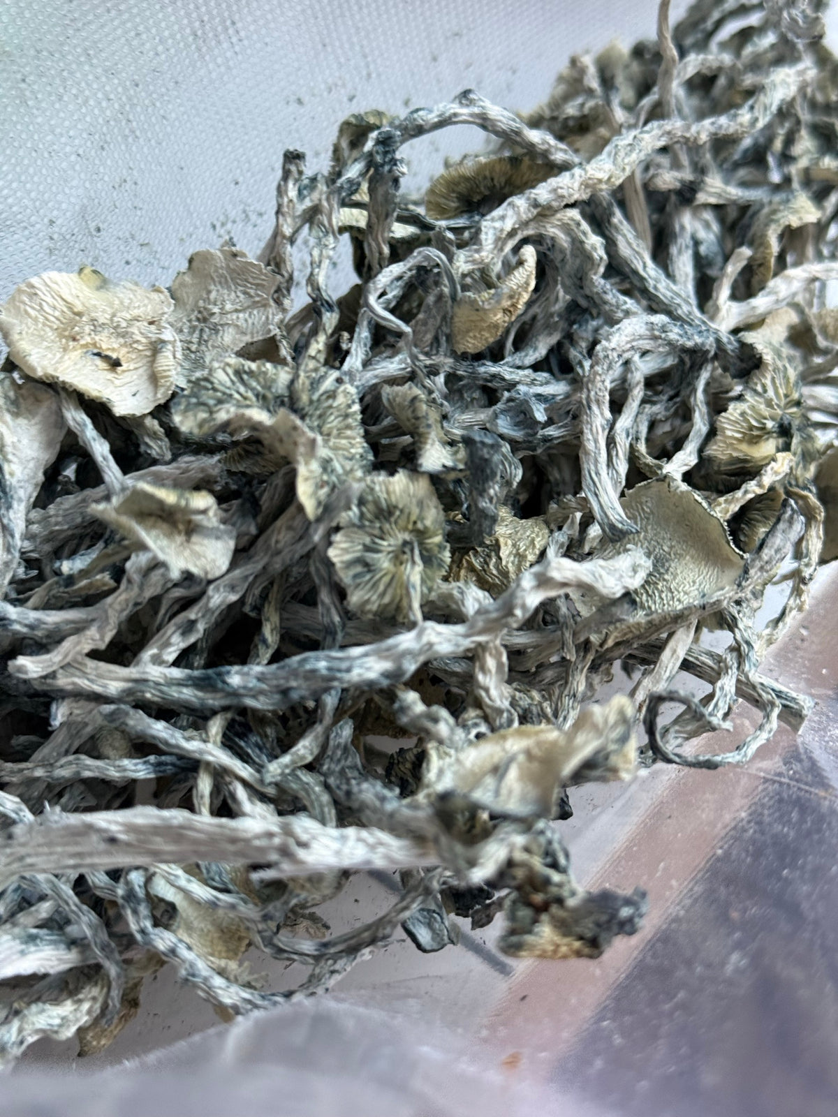 🍄Magical Mushies