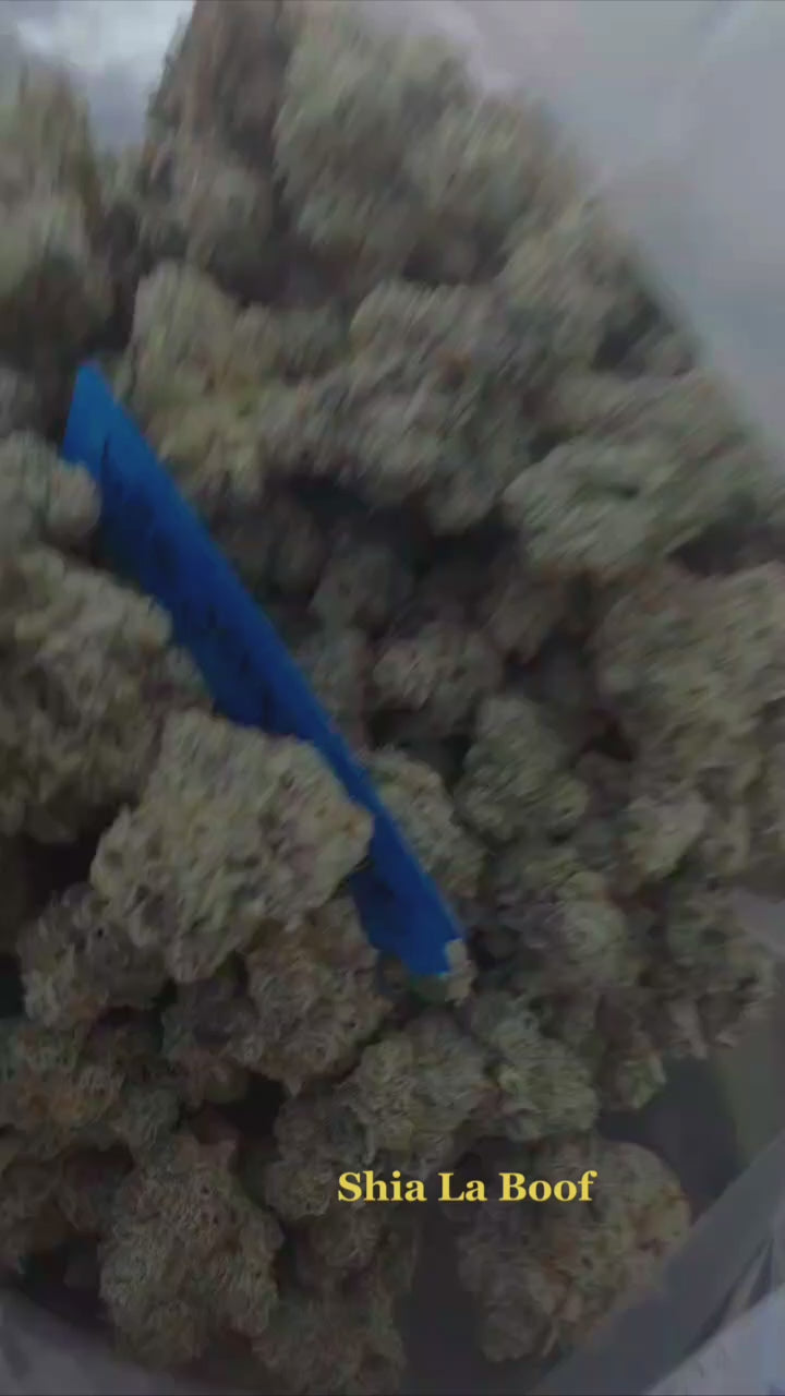 Shia La Boof