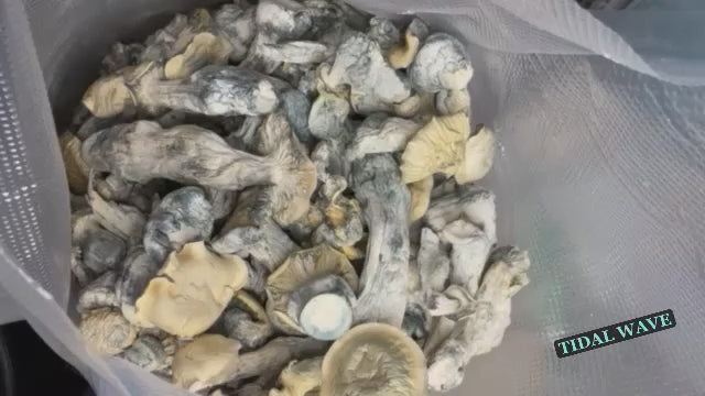 🍄Magical Mushies🍄