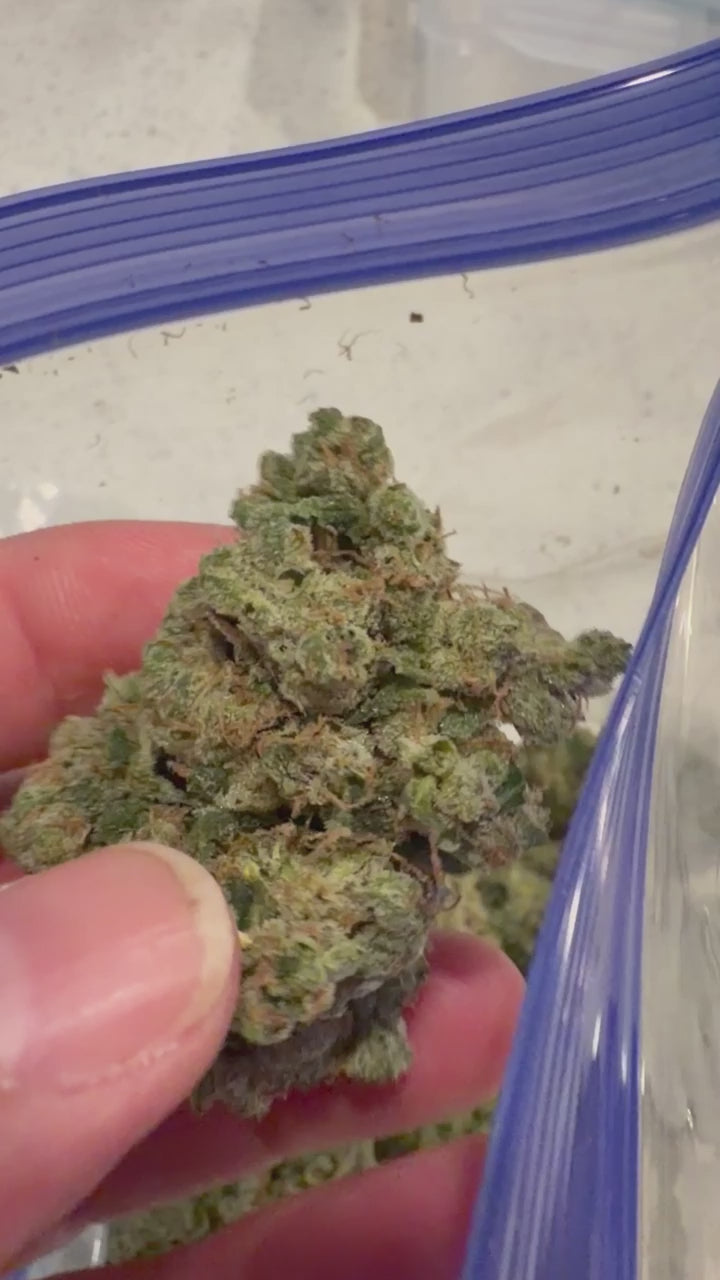 ⛽️🦨GabySourD🦨⛽️.   (CANT BE DISCOUNTED)