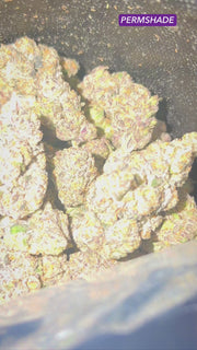 BLUEPRINT (PERMSHADE)& (V6-SKUNK X GRAPE)