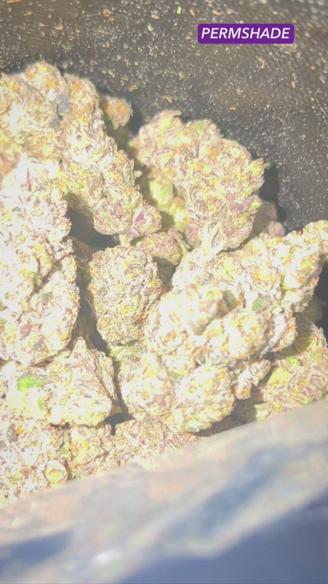 BLUEPRINT (PERMSHADE)& (V6-SKUNK X GRAPE)