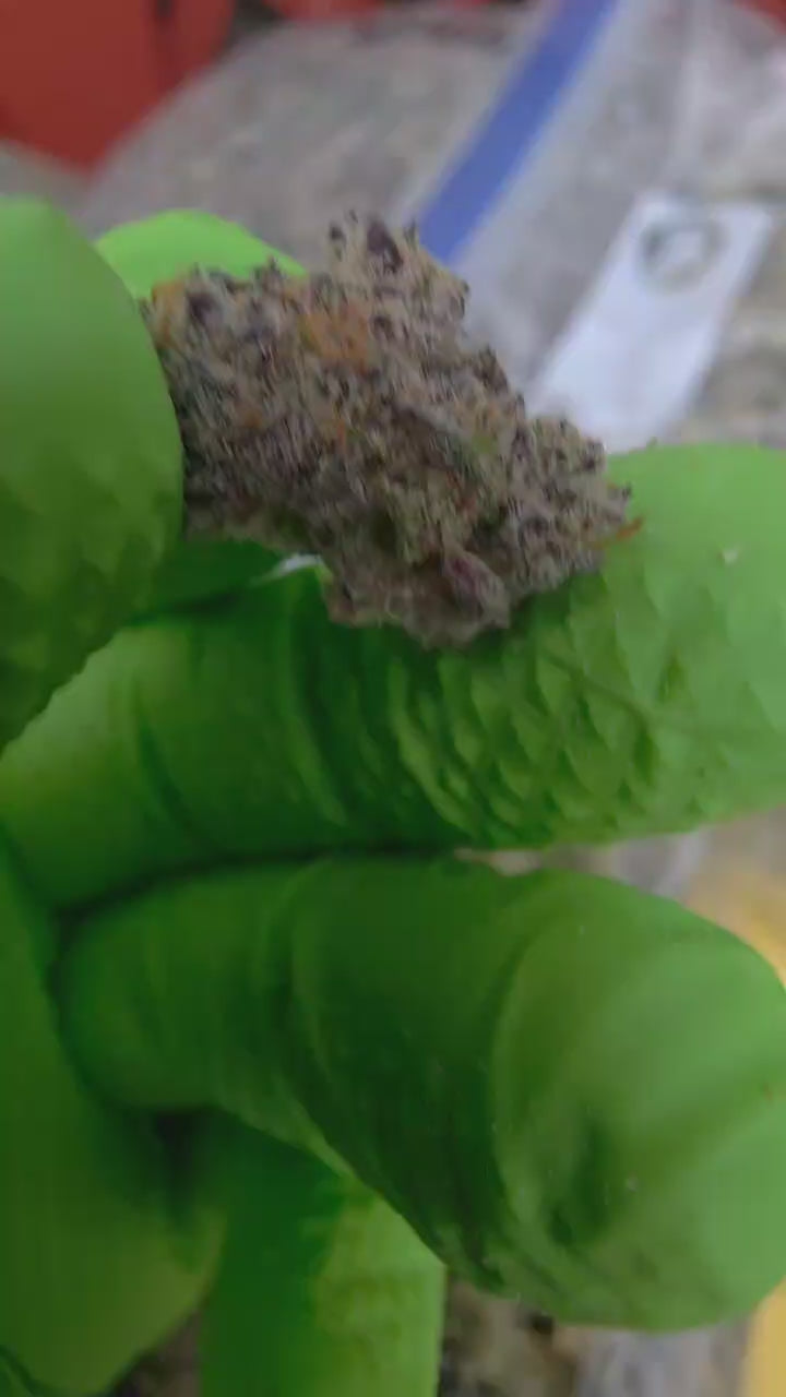 Mixed Strain Exotic Pounds