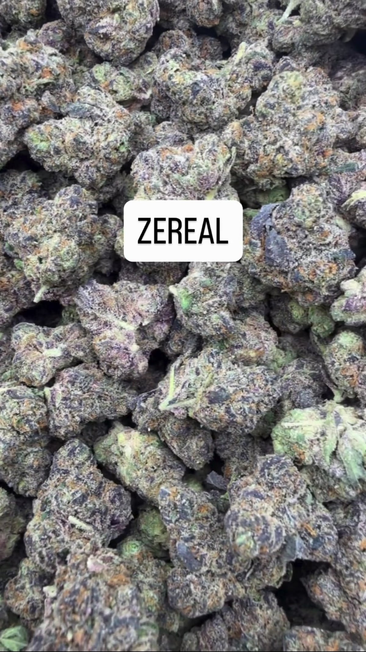 ZEREAL🔥