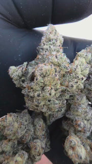 Banafy Taffy ( SPX EXOTICS)