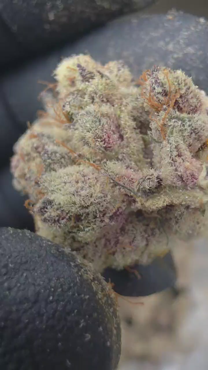 Trich Beast