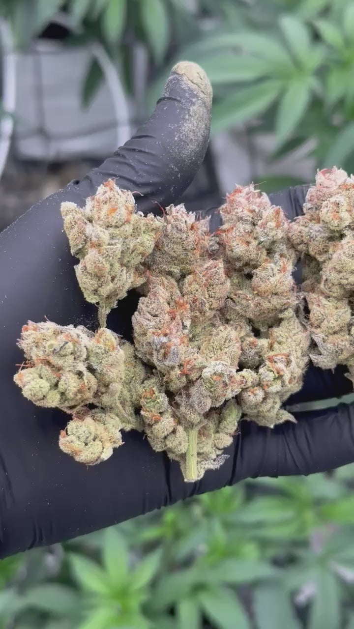 ⛹🏽‍♂️TRiCHO JORDAN🏀