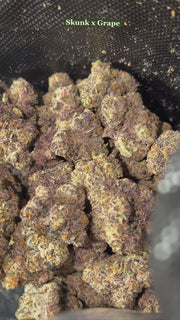 BLUEPRINT (PERMSHADE)& (V6-SKUNK X GRAPE)