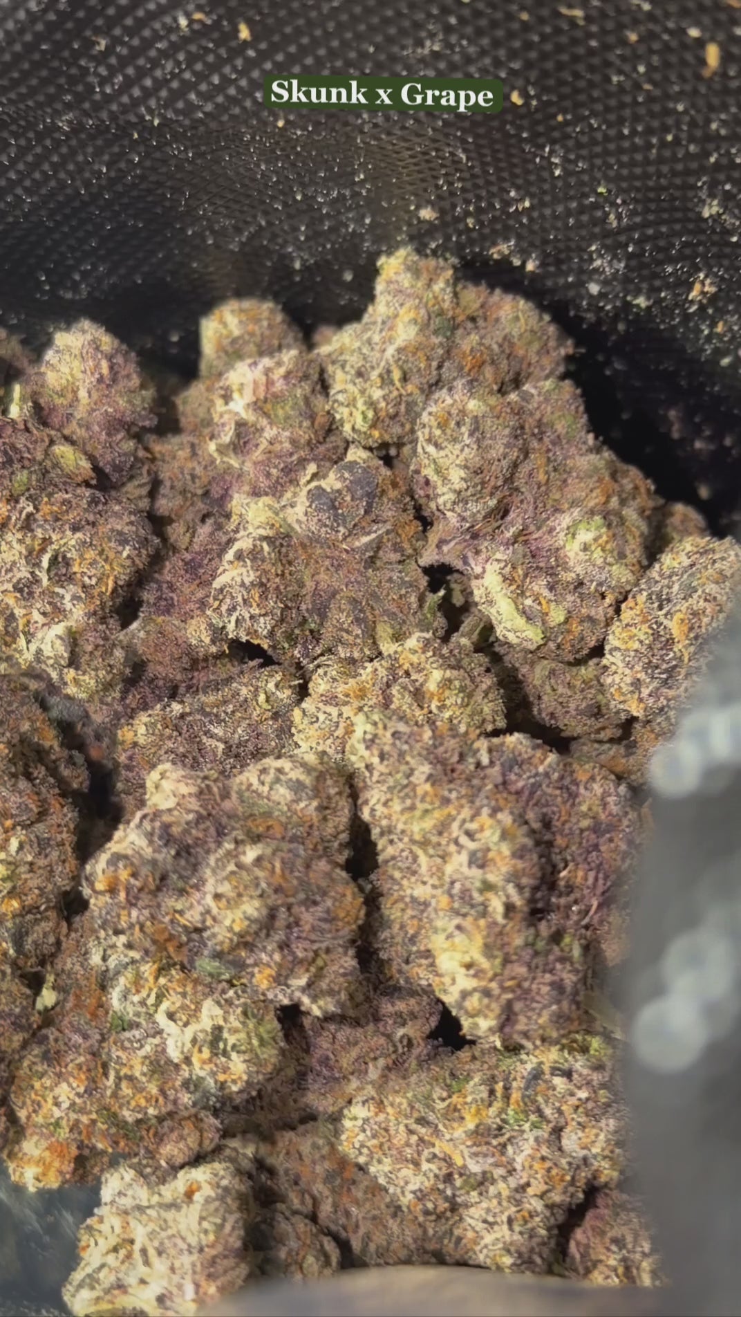 BLUEPRINT (PERMSHADE)& (V6-SKUNK X GRAPE)