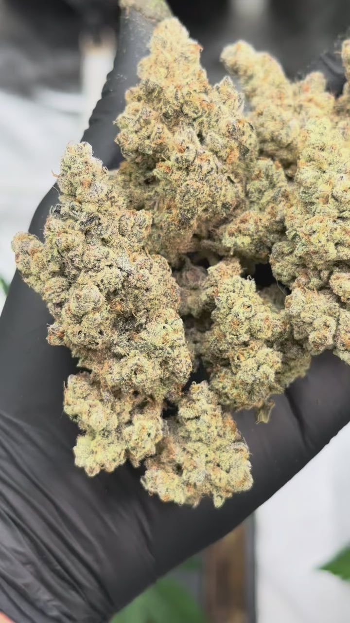 🔥Dante’s Inferno🔥